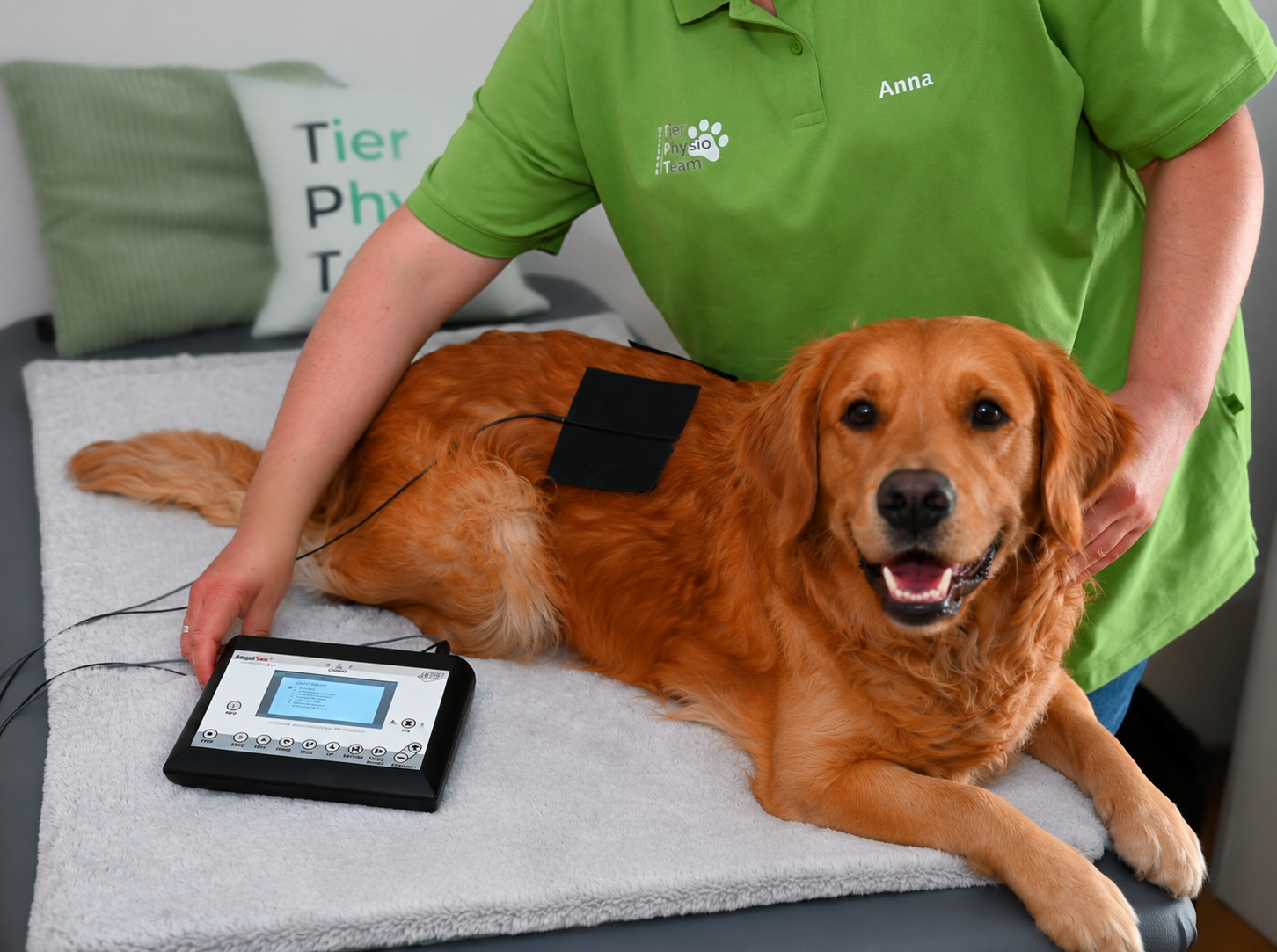 Therapeutin behandelt Golden Retriever mit einem Elektrotherapiegerät