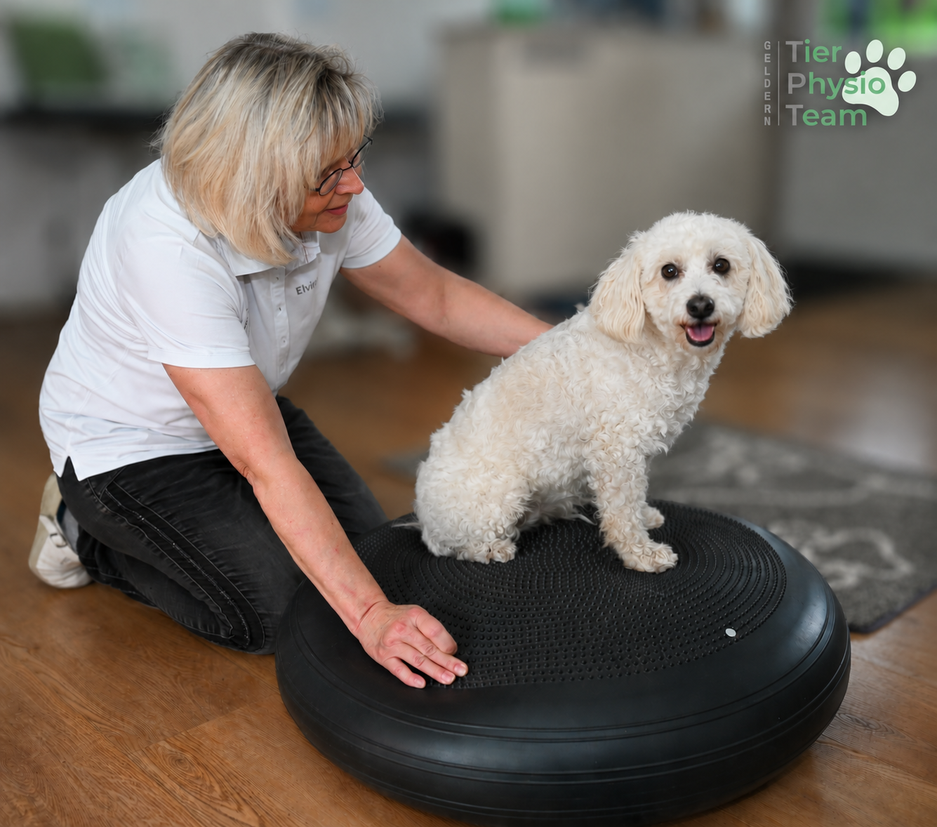 Therapeutin behandelt kleinen Hund auf einem Balance-Pad