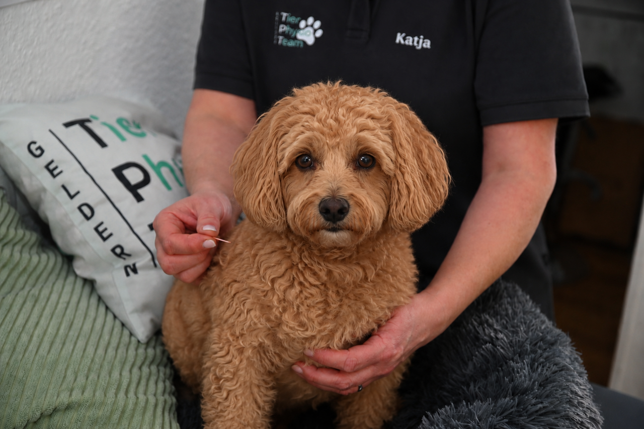 Therapeutin mit kleinem Hund während der Erstbefundung